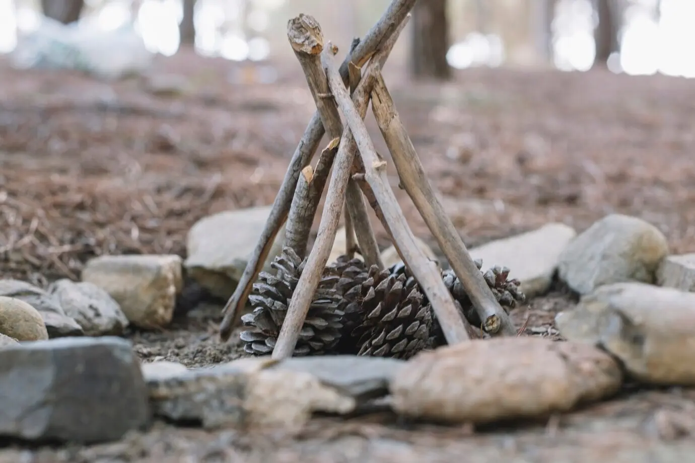 Шишки и палки для костра